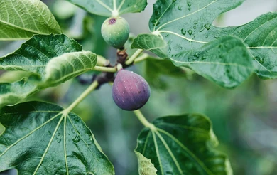 Fig fruit on a branch with green leaves